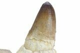 Mosasaur Jaw Section with Four Teeth - Morocco #359682-6
